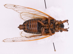 Magicicada septendecim