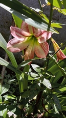 Hippeastrum reticulatum