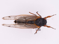 Magicicada septendecim