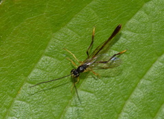 Agrypon flaveolatum