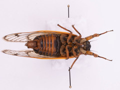 Magicicada septendecim