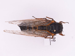 Magicicada septendecim