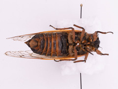 Magicicada septendecim