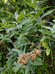 Buddleja davidii