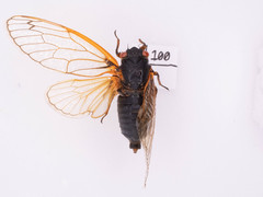 Magicicada septendecim