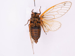 Magicicada septendecim