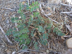 Astragalus wetherillii