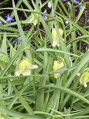 Fritillaria pallidiflora