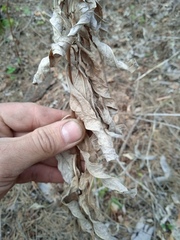 Chamaenerion angustifolium