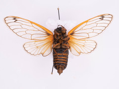 Magicicada septendecim