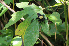 Laphria macquarti
