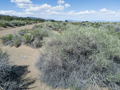 Tetradymia tetrameres