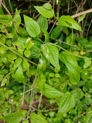 Clematis vitalba