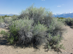 Tetradymia tetrameres