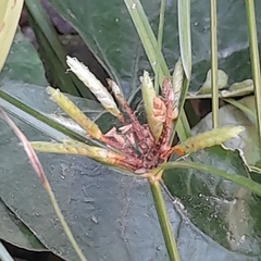 Cyperus