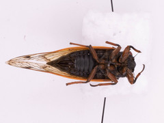 Magicicada cassinii