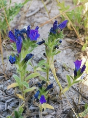 Echium sabulicola