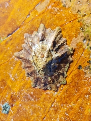 Scutellastra longicosta