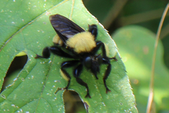 Laphria macquarti