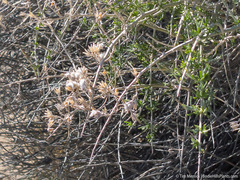 Tetradymia tetrameres