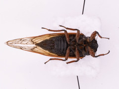 Magicicada cassinii