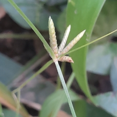 Cyperus