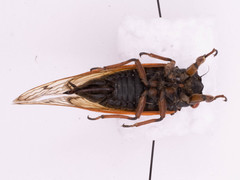 Magicicada cassinii