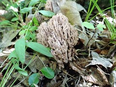 Ramaria fennica