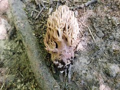 Ramaria fennica