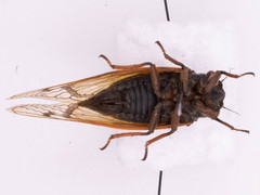 Magicicada cassinii