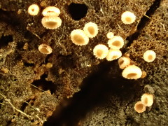 Lachnellula agassizii