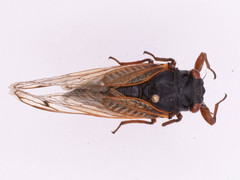 Magicicada cassinii
