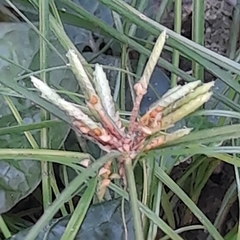 Cyperus