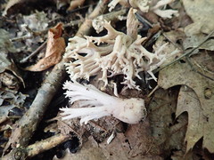 Ramaria fennica