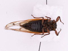 Magicicada cassinii