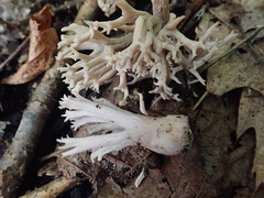 Ramaria fennica
