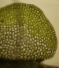 Odontoschisma sphagni