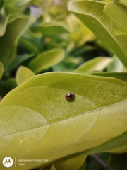 Diomus tucumanus