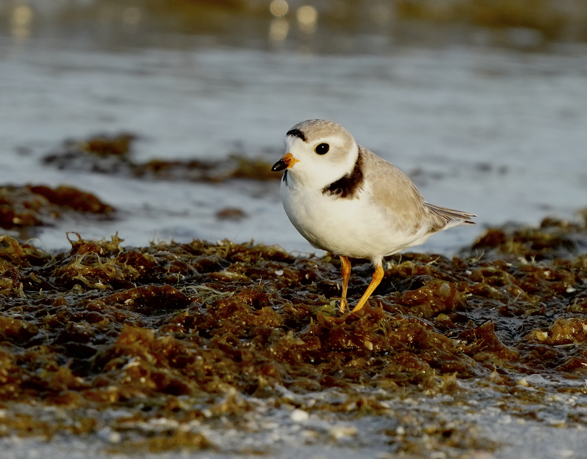 2022 City Nature Challenge Final Results and Winners! · iNaturalist Israel