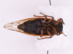Magicicada cassinii