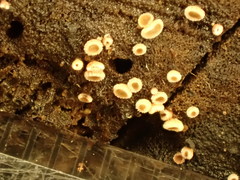 Lachnellula agassizii