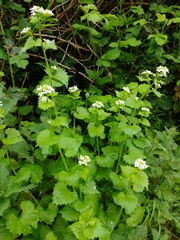 Alliaria petiolata