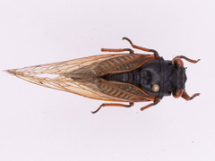 Magicicada cassinii