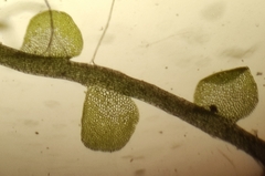 Odontoschisma sphagni