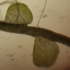 Odontoschisma sphagni