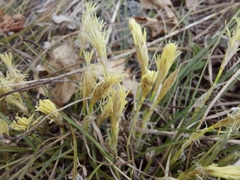 Carex pediformis