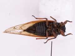 Magicicada cassinii