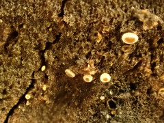 Lachnellula agassizii