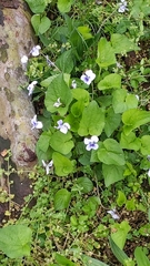 Viola