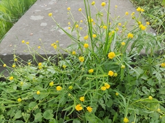 Ranunculus auricomus